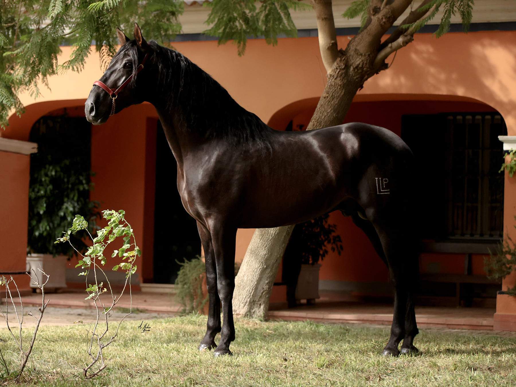 JOYERO ALDARA