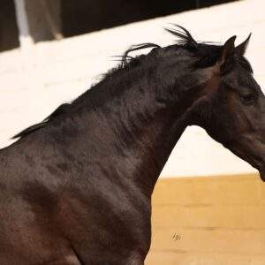 ADELFO III
