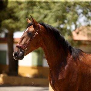 JASPE DE ROMEO II