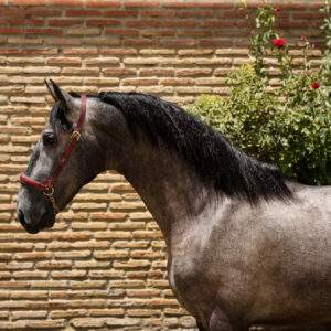 VELERO MIBXX