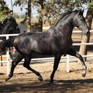 APOLO DE ZAFIRO