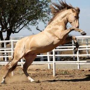 YACARE LA REINA