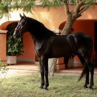 ANDALUZ ,MANGO II 1